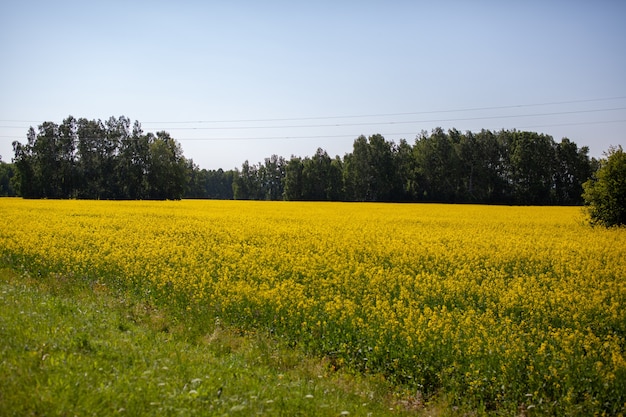 Gele koolzaad bloemen in een veld tegen een blauwe hemel. gele koolzaadbloemen, verkrachting, koolzaad, koolzaad, oliezaad, koolzaad, close-up tegen s zonnige blauwe hemel