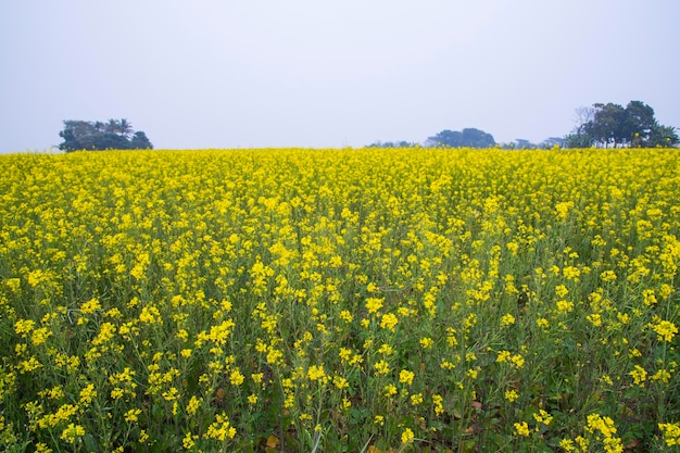 Gele koolzaad bloemen in het veld met blauwe lucht selectieve aandacht Natuurlijke landschapsmening