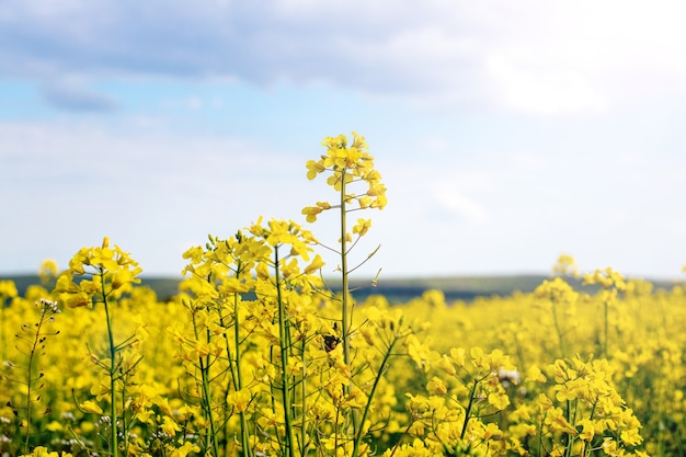 Gele koolzaadbloemen op een hemel, koolzaadbloesems