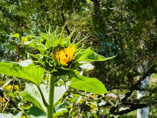 Gele kop van een zonnebloem Helianthus annuus in een groene tuin