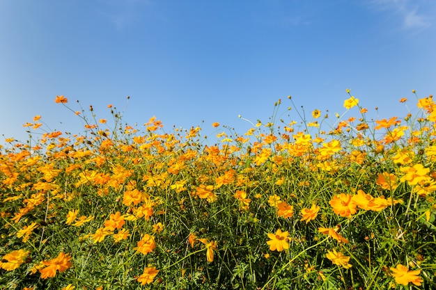 gele kosmos bloem bloeien in het veld