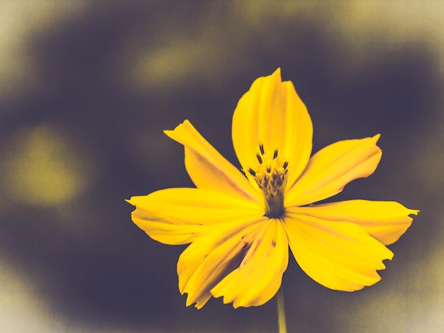 Gele kosmos bloemen bloeien prachtige natuur