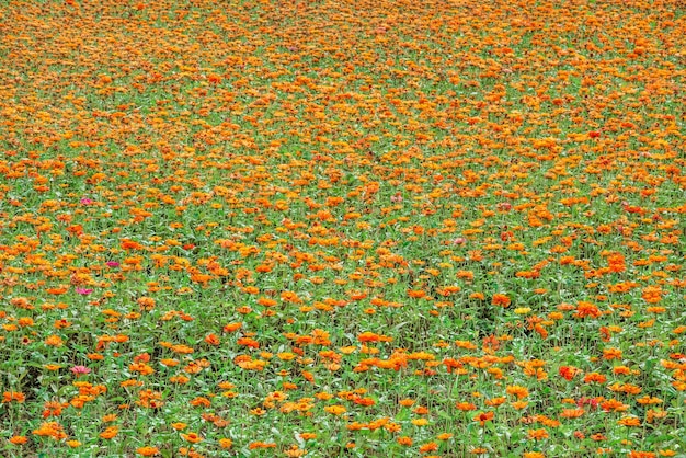 Gele kosmos bloemen boerderij in de buitenlucht