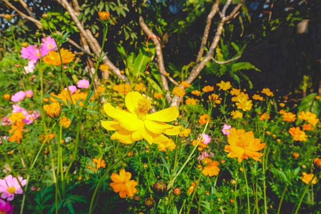 Gele kosmos bloemen veld buiten de deur met blauwe hemel natuur achtergrond