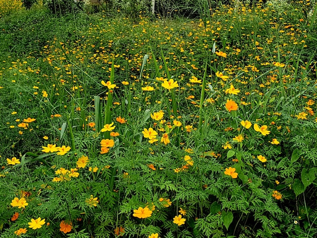 Gele kosmosbloem in de tuin Bloemachtergrond