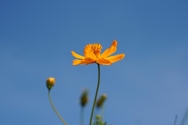 Gele kosmosbloemen in een bloementuin