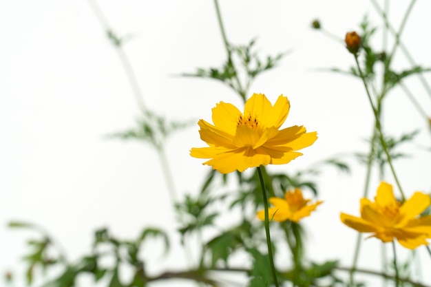 Gele kosmosbloemen op een witte achtergrond.