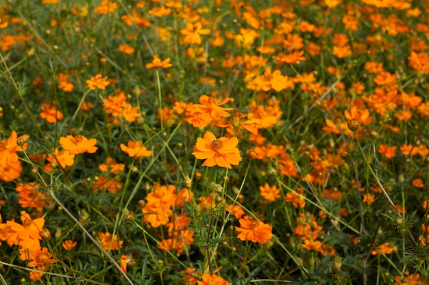 Gele kosmosbloemen