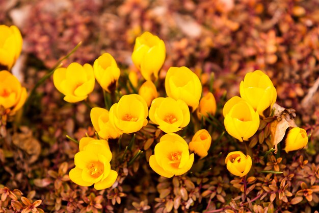 Gele krokus in de lentetuin.