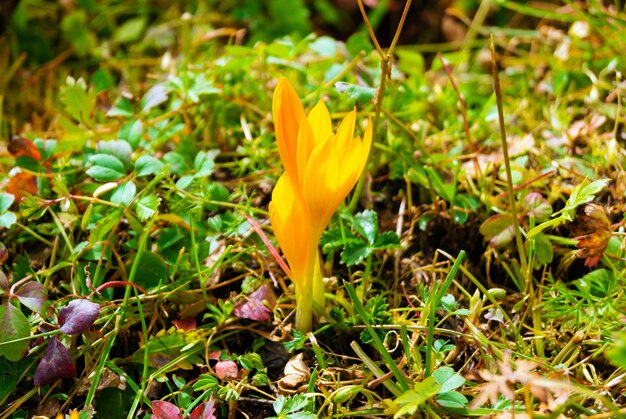 Gele krokusknoppen op een bergweide close-up