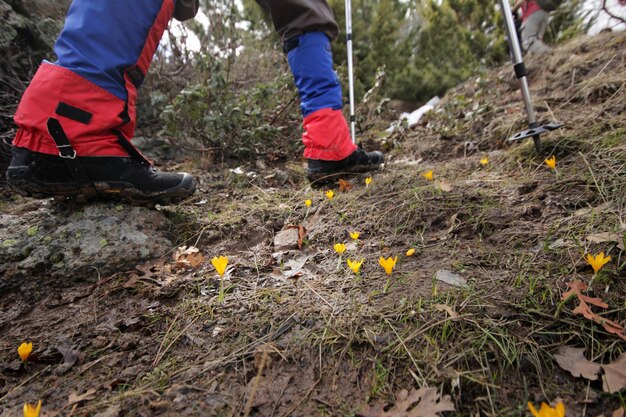 gele krokussen bloeien in de lente