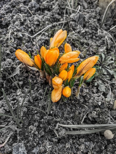 Foto gele krokussen in de tuin