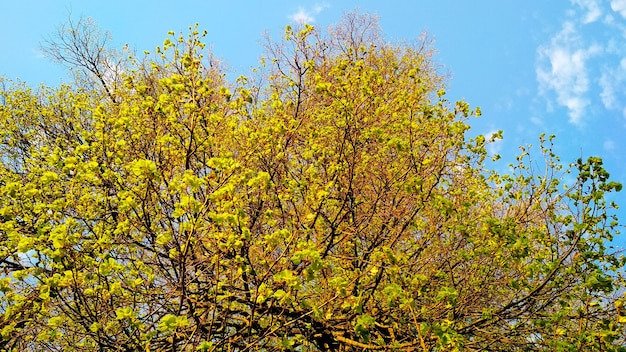 gele kroon van lenteboom tegen de lucht