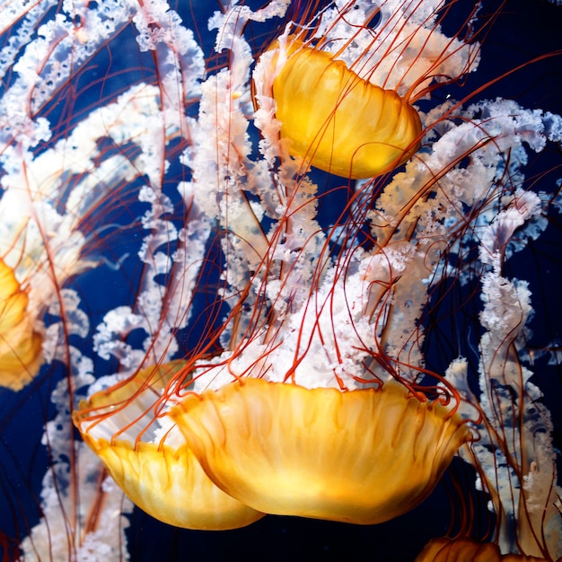 Gele kwallen met blauw oceaanwater