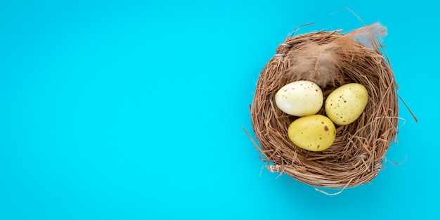 Gele kwarteleitjes in een nest op een turkooizen achtergrond.