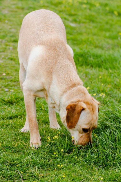 gele labrador in het park in een grasveld, herfst