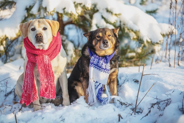 Gele Labrador retriever hond en bruin-zwarte hond zitten samen buiten in een besneeuwd bos in de winter. Honden die gebreide sjaals dragen