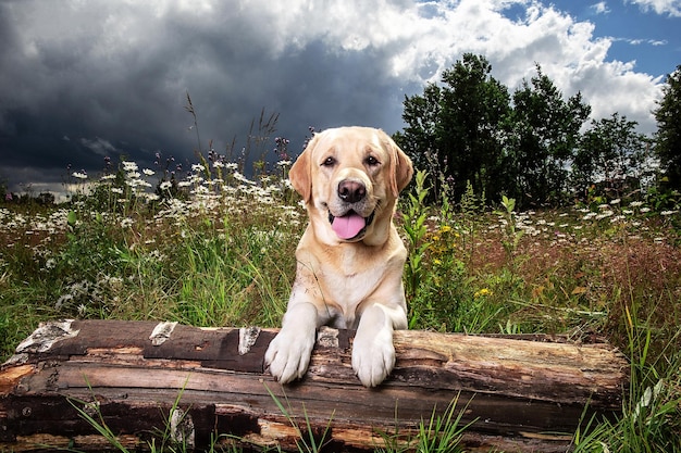 Gele Labrador Retriever op groene bosweide