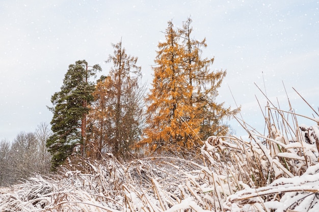 Gele lariks onder de sneeuw in een sneeuwval. takken van de lariksboom onder de eerste sneeuw.