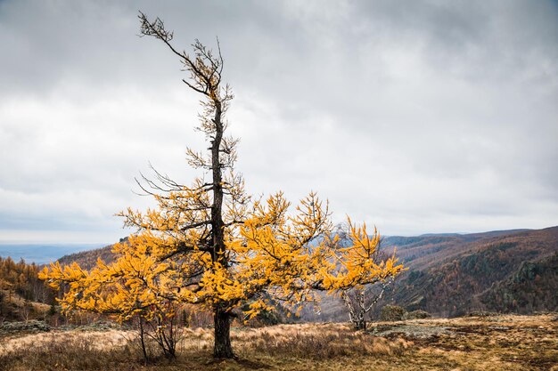 Gele lariksboom in de bergen. Herfst landschap