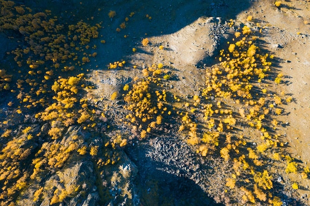 Gele lariksen op berghelling in de herfst. luchtfoto verticaal bovenaanzicht. altaj, rusland.