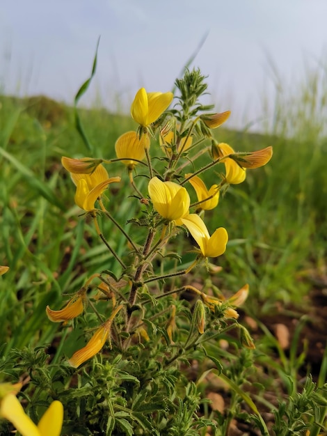 Gele lathyrusbloem