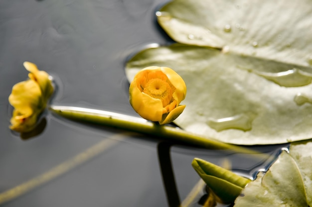 Gele lelie bloeiend Natuurschoon