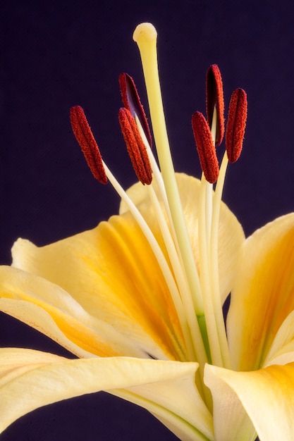 Gele lelie (lilium) close-up tegen een donkere achtergrond