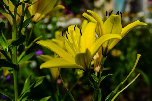 Gele lelie op een bloembed in een tuin