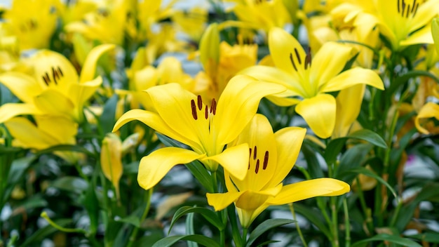 Gele leliebloemen in een tuin