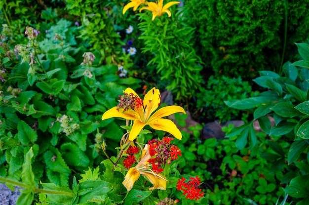 Gele lelies in de tuin in de zomer tussen het groen.