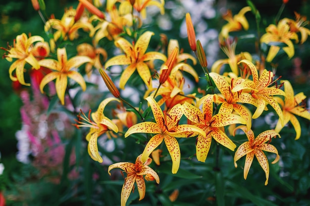 Gele leliesbloemen in de zomertuin