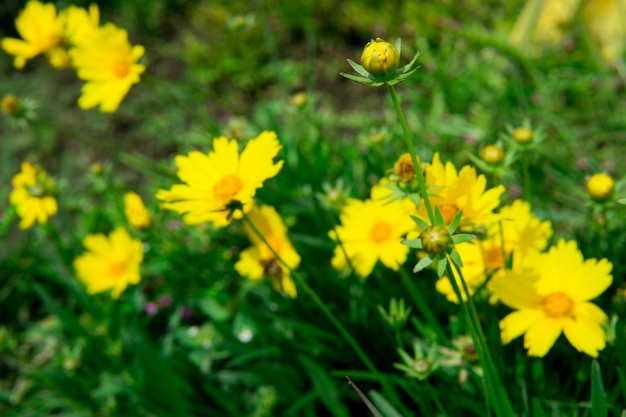 gele lente wilde bloem in de tuin