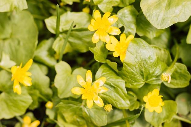 Gele lentebloemen in een weiland op een zonnige dag