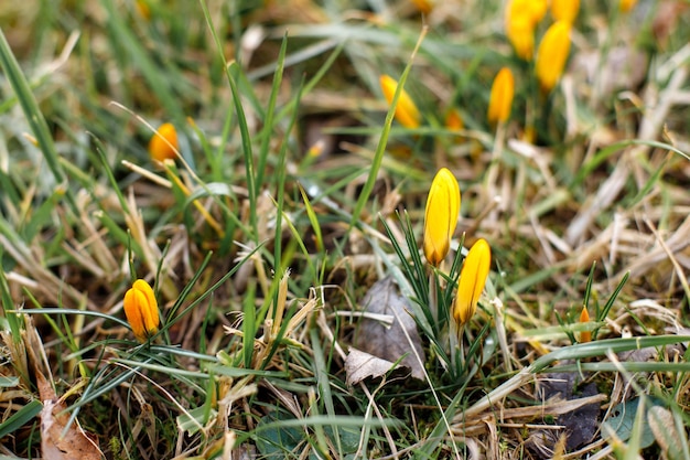 Gele lentebloemen na de winter close-up