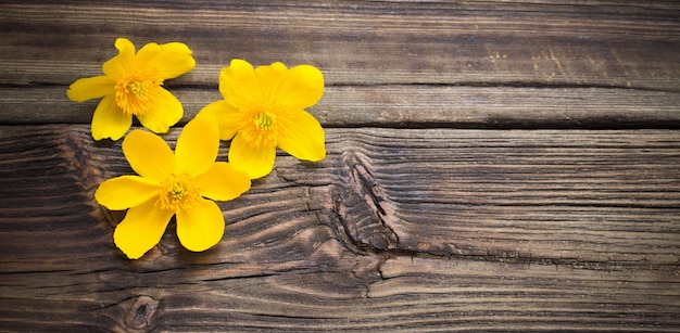 Gele lentebloemen op donkere houten ondergrond