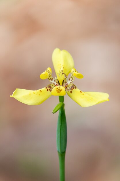 Foto gele lisbloem