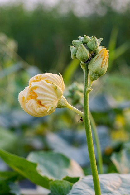 Gele luffa aegyptiaca of spons kalebas bloem close-up binnenkant van de boerderij