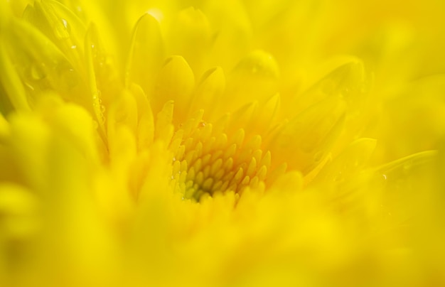 Gele macro bloem achtergrond, gele chrysant bloemblaadjes macro shot