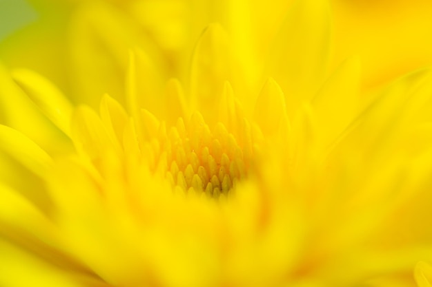 Foto gele macro bloem achtergrond, gele chrysant bloemblaadjes macro shot