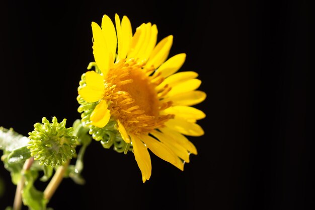 Gele macrobloem op een zwarte achtergrond