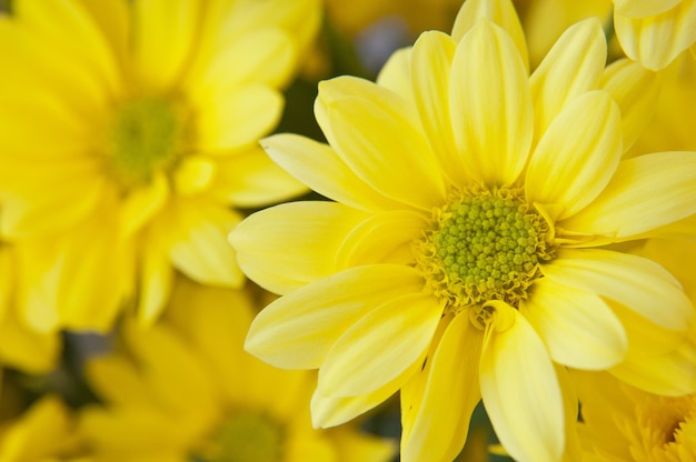 Gele madeliefje bloemen close-up