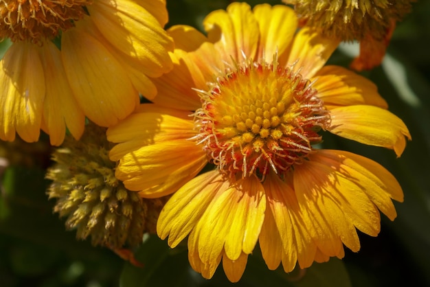 Gele madeliefje gekweekte bloem