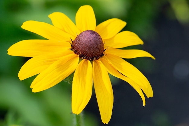 Gele madeliefje gerbera of rudbeckia bloem op een natuurlijke groene achtergrond in de tuin.