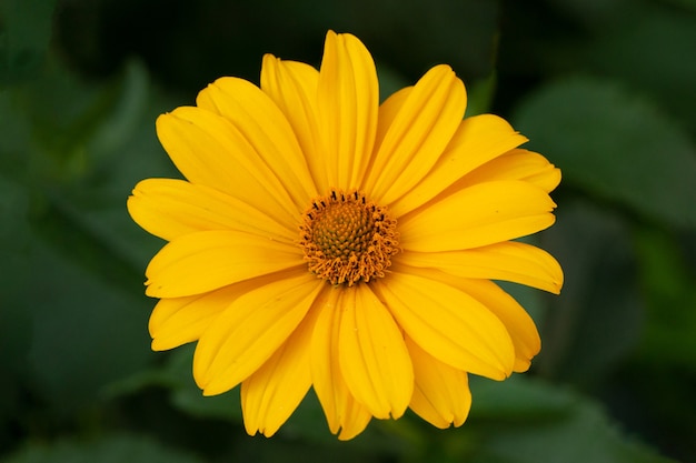 Gele madeliefje gerbera of rudbeckia bloem op een natuurlijke groene achtergrond in de tuin.