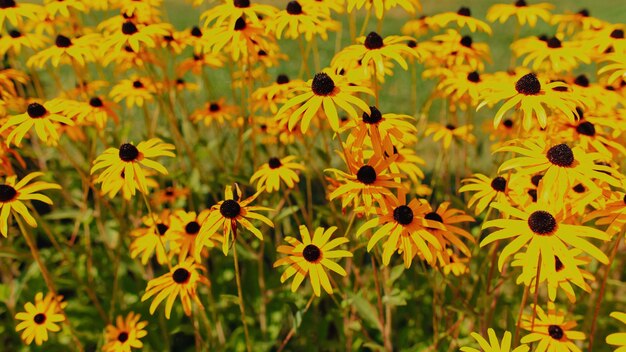 Gele madeliefjebloem, achtergrond van de bloemen