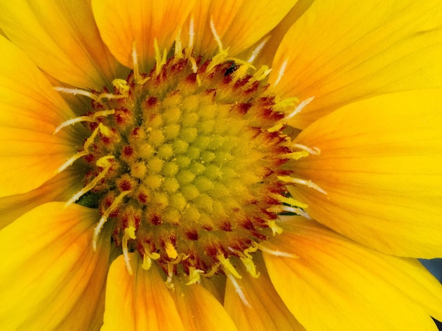 gele madeliefjebloem