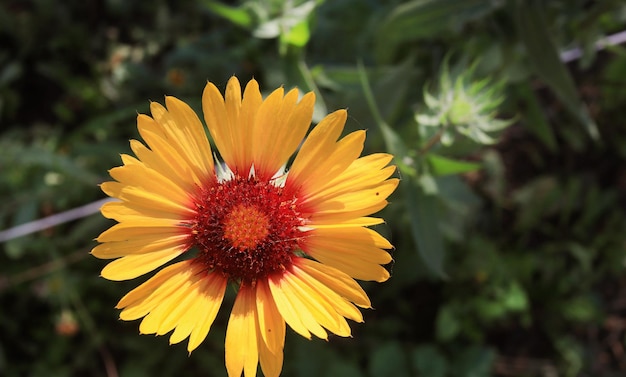 gele madeliefjebloem