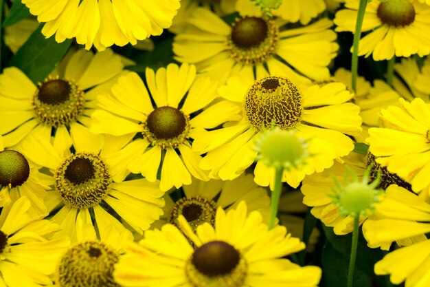 Gele madeliefjes in de tuin