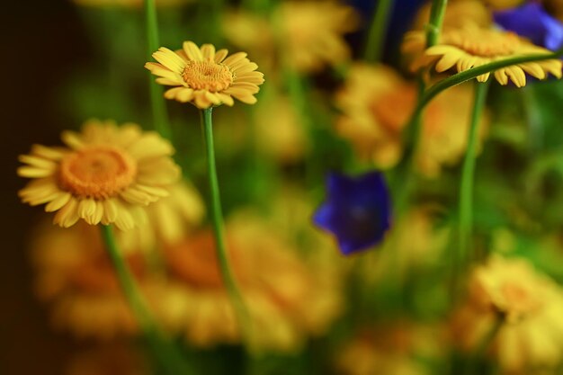 gele madeliefjes zomer achtergrond, abstracte natuurlijke bloemen lente